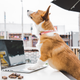 25% Off Site-Wide | Fomo Bones | Use code CBD25